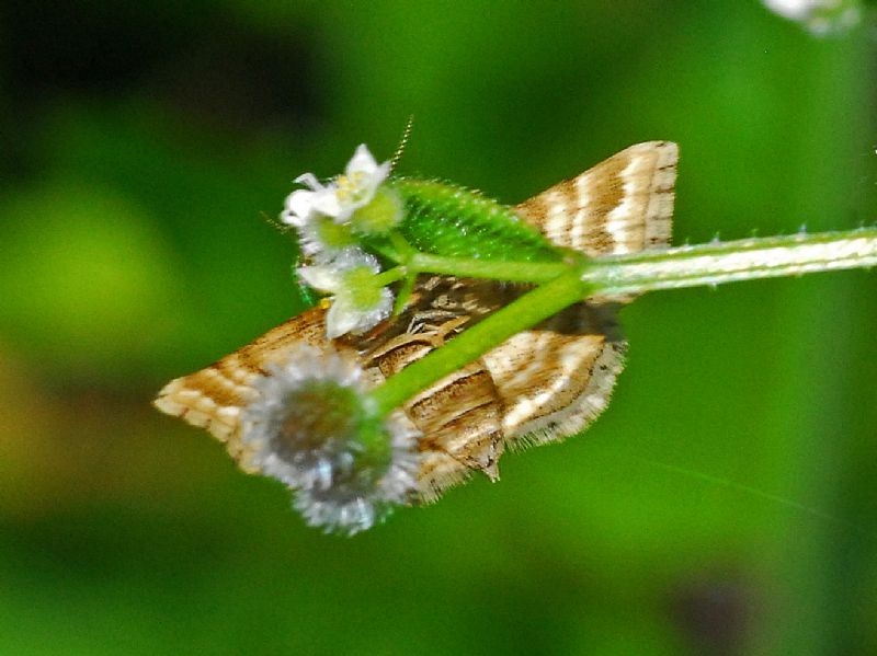 Una falena beige dal grande addome: Emmiltis pygmaearia (Geometridae)